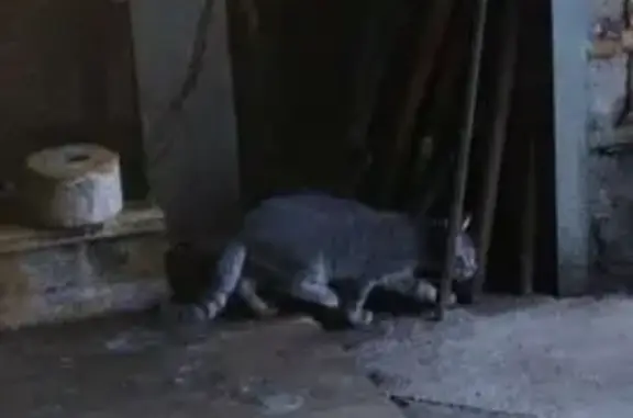 Пропала кошка Кузя, ул. Горького, Питкяранта