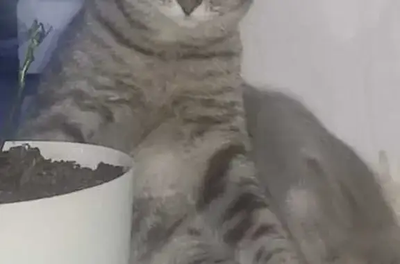 Кошки потеряшки, Заречный, фото: Потеряшка кот Марсель, Озёрская ул, 20 к2