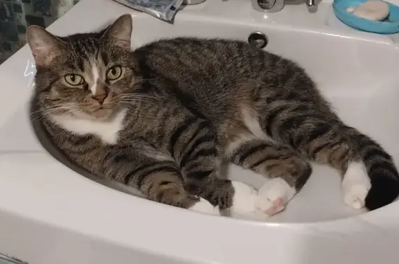 Кошка пропала в Лучегорске, Приморье - photo