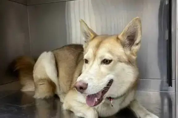 Собака найдена в клинике на Бабушкина, 166