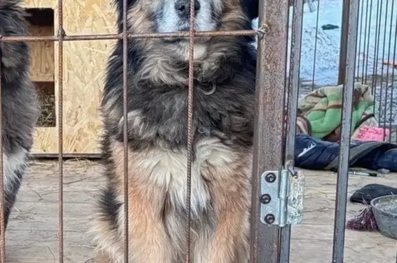 Собаки потеряшки, Ува-Тукля, фото: Потеряшка собака в районе Ува-Тукля