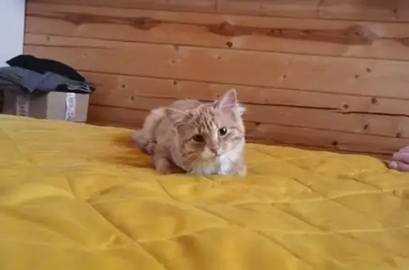 Кошки потеряшки, Шексна, фото: Потеряшка кошка, Промкомбинатовская 19