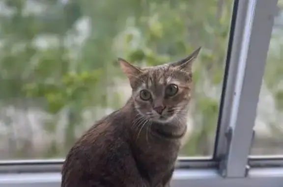 Потерянные животные Ноябрьск, фото: Пропала кошка Сима, Ноябрьск, Магистральная 109