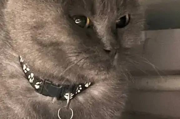 Серая кошка найдена: Новоколомяжский 12к3