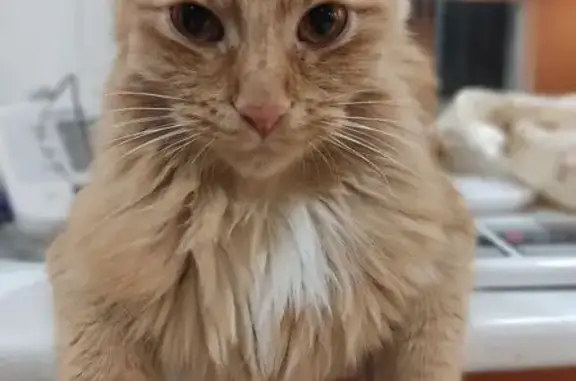 Пропала кошка, ул. 40 лет Октября, Сосногорск