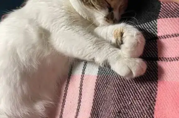 Пропала кошка, Солнечная ул., 6