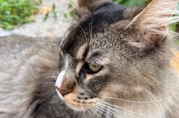 Пропала кошка, Нахимовская 27, Находка