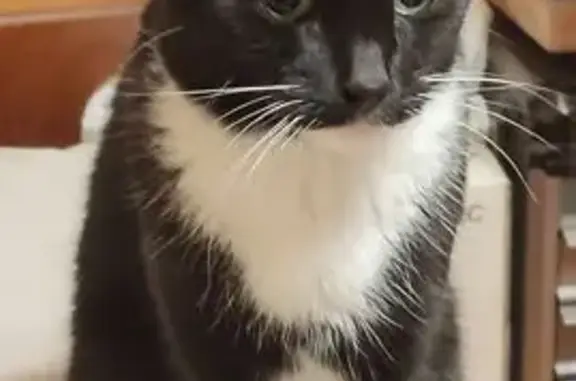 Кошки потеряшки, Москва, фото: Потеряшка кошка, ул. Раменки, Москва