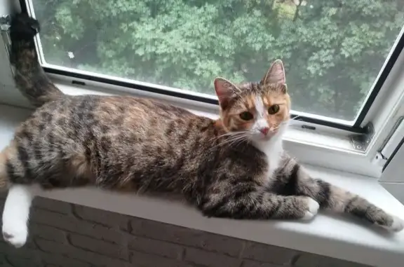 Пропала кошка, пр. Металлургов, Ярцево