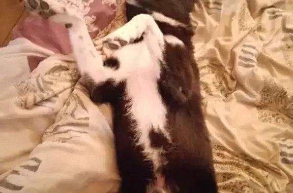 Собаки потеряшки, Павловск, фото: Потеряшка собака на Берёзовой, 12/15, Павловск