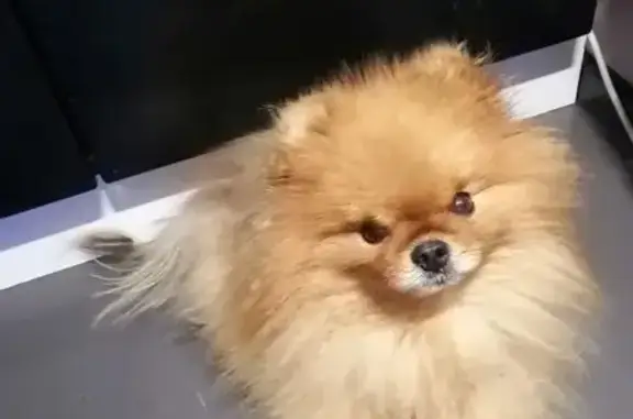 Собаки потеряшки, Нижневартовск, фото: Потеряшка собака, Интернациональная 9, Нижневартовск