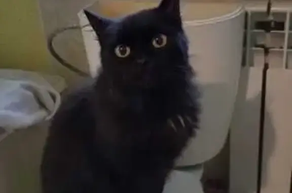 Найдена кошка, , фото: Кошка найдена: ул. Дзержинского, Южный