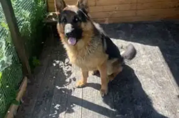 Пропала овчарка, ул. Чванова, 40, Кстово