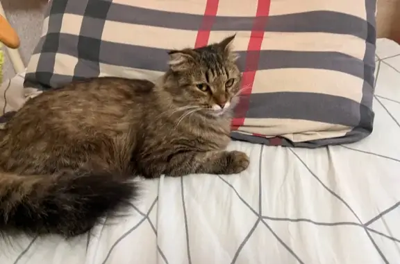 Найдена кошка, Уфа, фото: Кошка найдена у Гостиного двора, Уфа