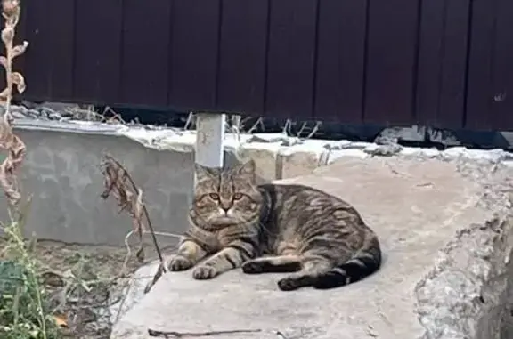 Кошка найдена, ул. Туманяна 8, Волгоград