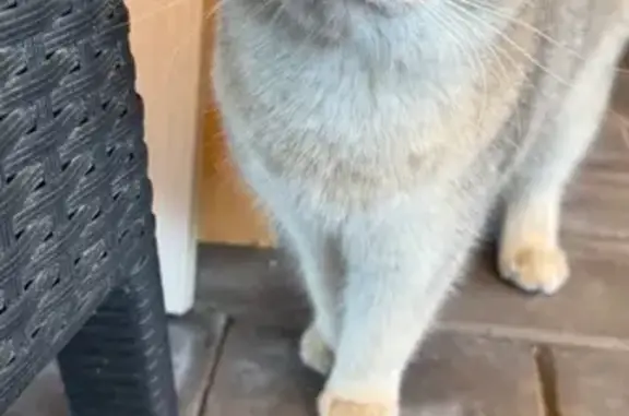 Найдена кошка, Ям, фото: Красивая кошка найдена на Ямской, 11