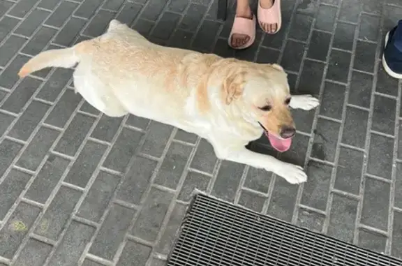 Лабрадор найден: Большая Затонская, 27