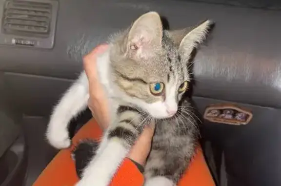 Трехцветная кошка найдена на Советской, 104Г