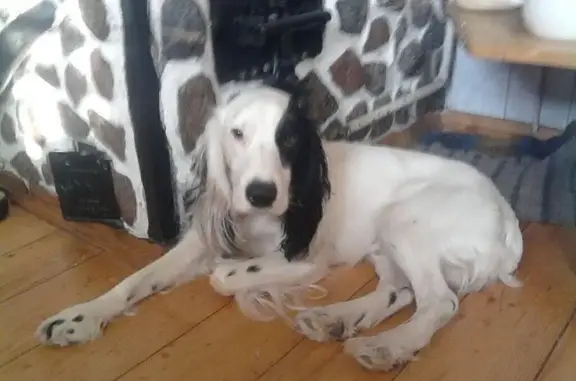 Собаки потеряшки, Разумное, фото: Потеряшка собака, ул. Чехова, Разумное