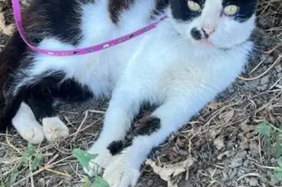 Кошки потеряшки, Темрюк, фото: Потеряшка кошка, ул. Советская 90, Темрюк