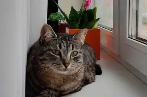 Кошки потеряшки, Снегири, фото: Потеряшка серая кошка, Московская ул. 12