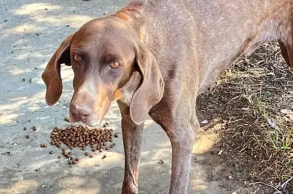 Найдена собака, Астрахань, фото: Собака найдена, ул. Г. Николаевой, 4 к1