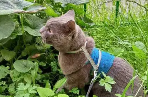 Кошки потеряшки, Иркутск, фото: Потеряшка кошка на Помяловского, 9, Иркутск