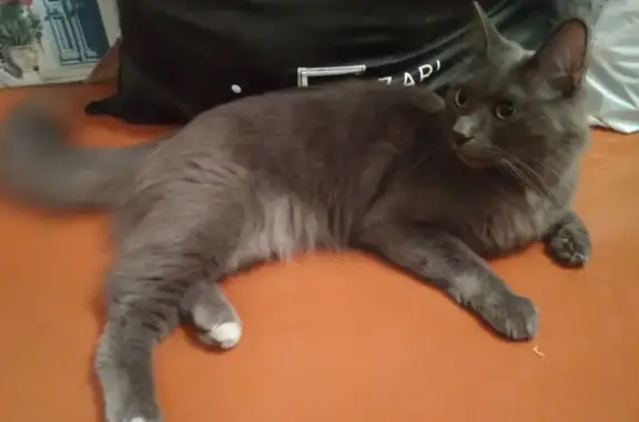 Найдена кошка, Иркутск, фото: Найдена кошка, ул. Левитана, Иркутск