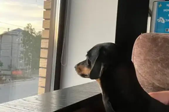 Такса найдена на Транспортной, 15, Томск