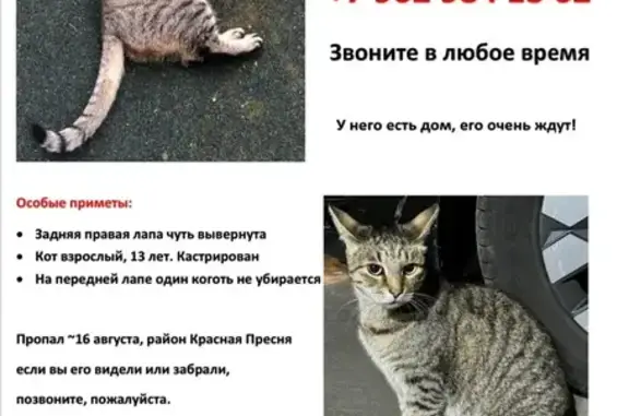 Кошки потеряшки, Москва, фото: Потеряшка кошка, Мантулинская ул., Москва