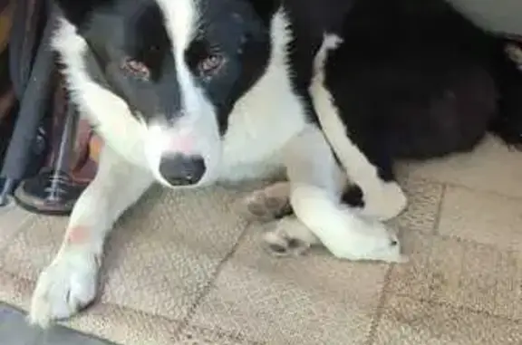 Собака найдена: Калининград, обл.