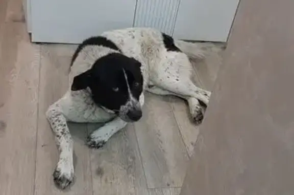 Пропала собака, Луговая ул., Лесосибирск