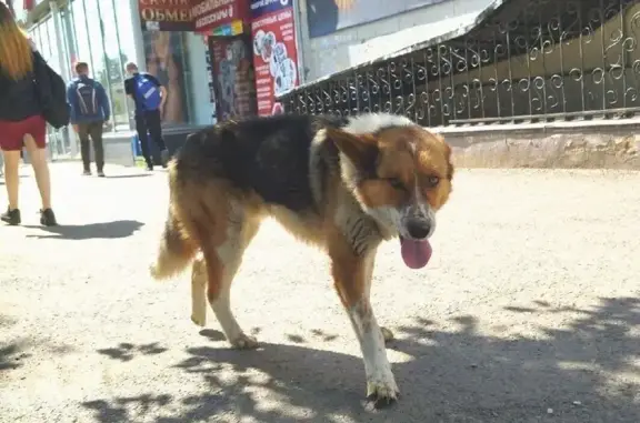 Найдена собака, Амурская ул. 97, Чита