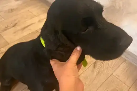 Найдена собака, Абакан, фото: Найдена собака на ул. Литвинова, 39, Абакан