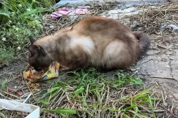 Кот у магазина Чижик, Мичурина 39, Томск