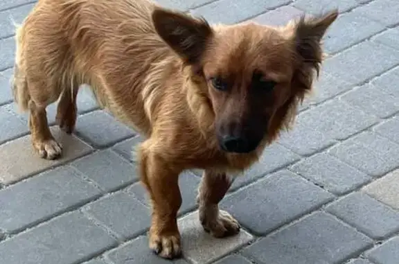 Рыжая собака найдена: Волгоград-Сальск