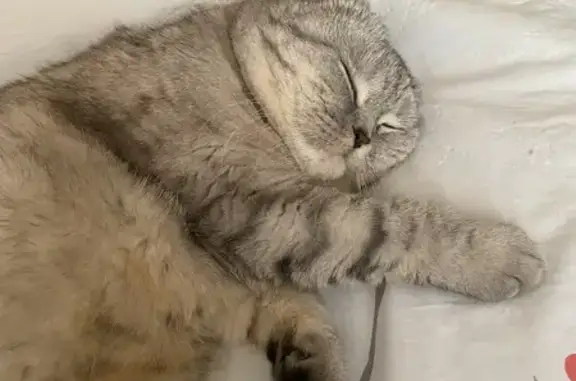 Пропала кошка, ул. Шумилова, 15, Чебоксары