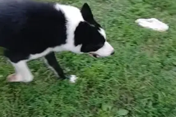Найдена собака, Владимирская область, фото: Собака Лайка бегает в Чамерево, ВО