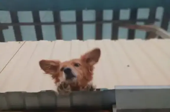 Собаки потеряшки, Вольск, фото: Потеряшка собака, Известковая ул. 3, Вольск