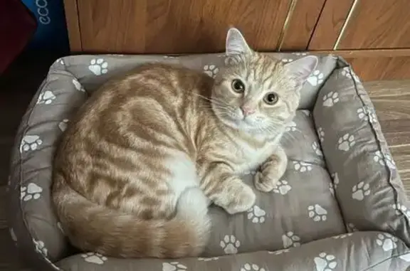 Пропала кошка, Ворсино, 13