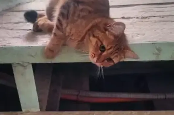 Кошка найдена на Дзержинского 32/1, Якутск
