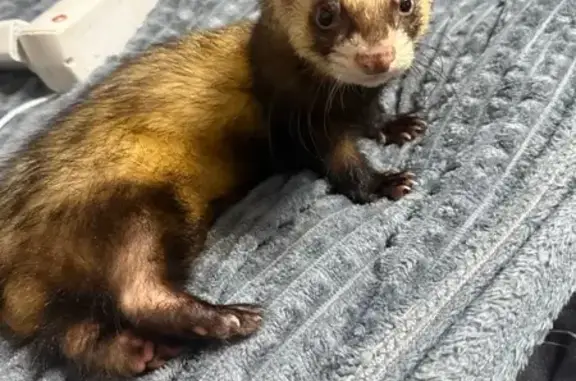 Пропал хорек, Кулунда, Алтайск...