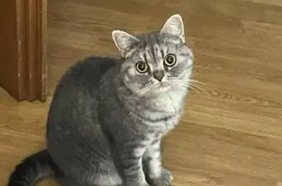 Кошки потеряшки, Оренбург, фото: Потеряшка кошка, ул. 8 Марта, 30, Оренбург