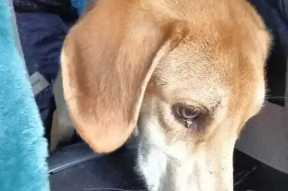 Найдена собака, Тамбовская область, фото: Собака найдена в Тамбовской области