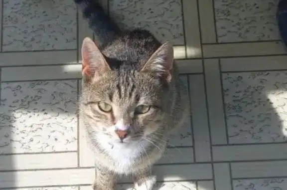 Найдена кошка, Ивановская область, фото: Котенок найден в Коляновском СП, Иваново