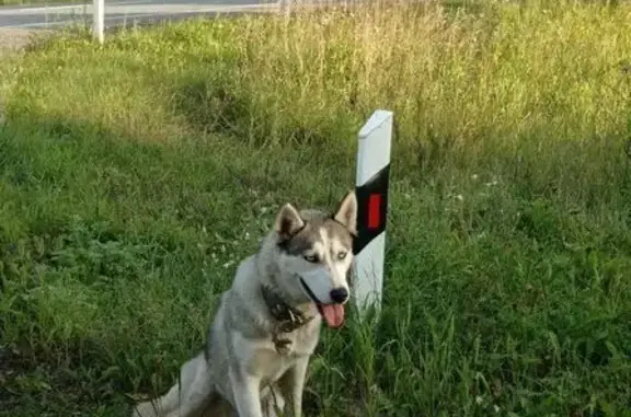 Собака найдена у Деево и Арамашка/Жуково