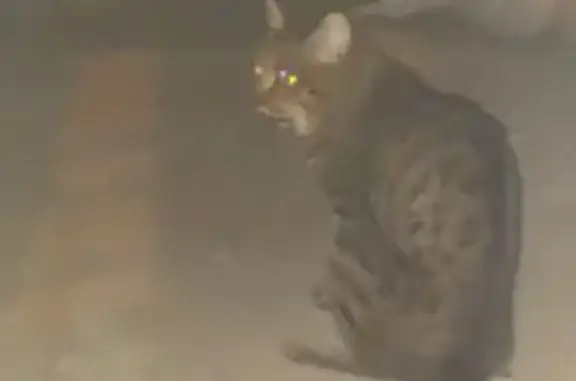 Кошка найдена: Якутская 2/17, Якутск