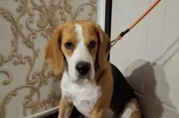 Найдена собака, Супсех, фото: Собака найдена в Супсехе, Краснодарский край