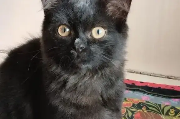 Пропала кошка, Очёр, ул. Кирова 102