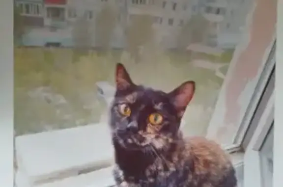 Потерянные животные Якутск, фото: Пропала кошка, ул. Можайского 17/3, Якутск